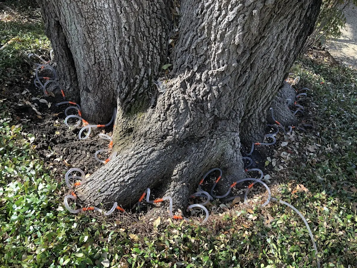 Detailed Tree Cabling and Bracing job site in Kittery Point